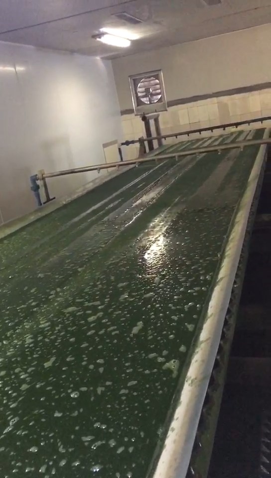 Green algae.jpg